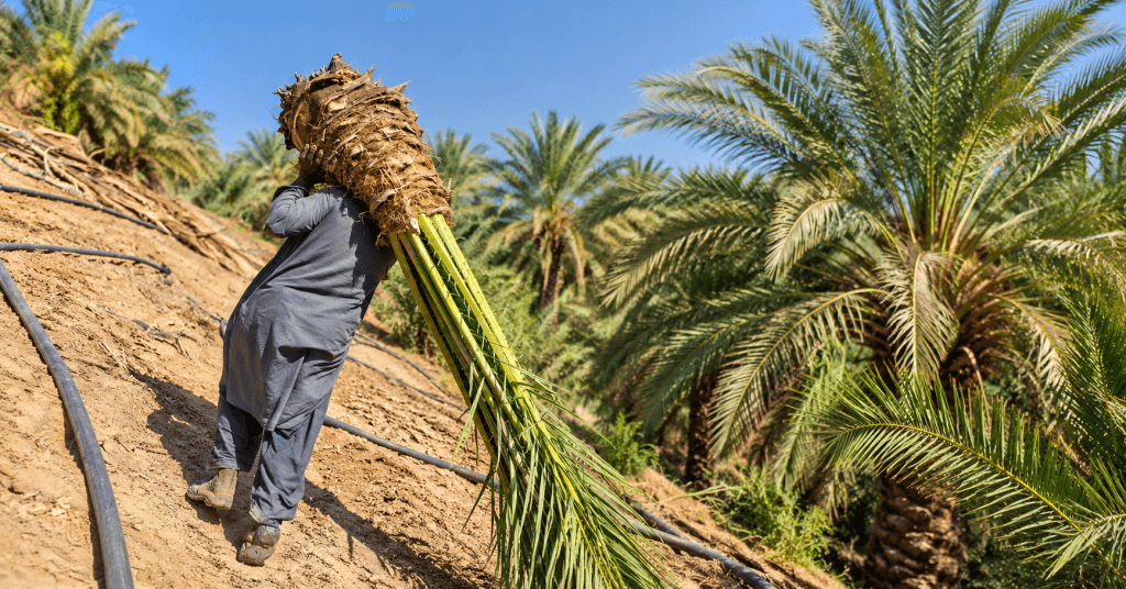 عامل ينقل نخلة في مزرعة نخيل بمصر أثناء أعمال الزراعة
